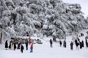 Snowfall in Chrea Mountains - Algeria