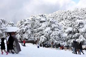 Snowfall in Chrea Mountains - Algeria