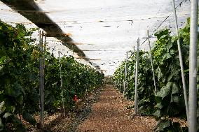 Pacheco Visits Farm Affected By 2024 DANA - Spain