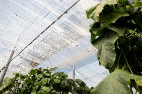 Pacheco Visits Farm Affected By 2024 DANA - Spain