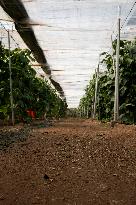 Pacheco Visits Farm Affected By 2024 DANA - Spain