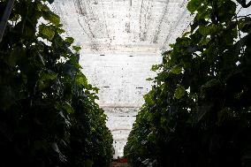 Pacheco Visits Farm Affected By 2024 DANA - Spain