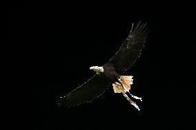 CALCIO - Serie A - SS Lazio vs ACF Fiorentina