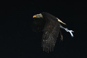 CALCIO - Serie A - SS Lazio vs ACF Fiorentina