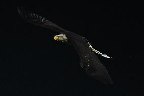 CALCIO - Serie A - SS Lazio vs ACF Fiorentina