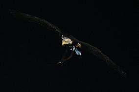 CALCIO - Serie A - SS Lazio vs ACF Fiorentina