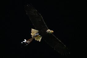 CALCIO - Serie A - SS Lazio vs ACF Fiorentina