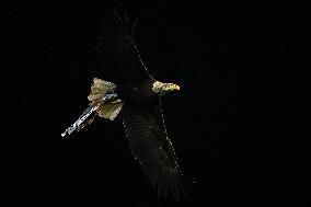 CALCIO - Serie A - SS Lazio vs ACF Fiorentina