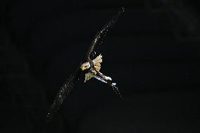 CALCIO - Serie A - SS Lazio vs ACF Fiorentina