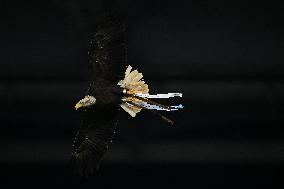 CALCIO - Serie A - SS Lazio vs ACF Fiorentina