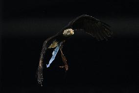 CALCIO - Serie A - SS Lazio vs ACF Fiorentina