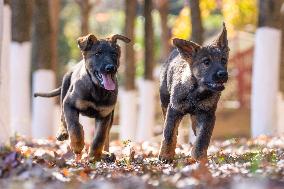 Police Dog Base - China