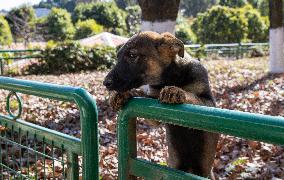 Police Dog Base - China