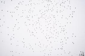 Crans Montana - White Balloons Released for Chiara Costanzo - Milan