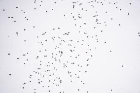 Crans Montana - White Balloons Released for Chiara Costanzo - Milan