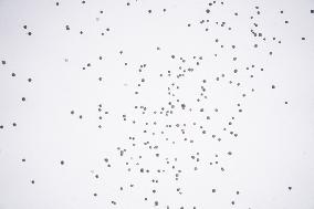 Crans Montana - White Balloons Released for Chiara Costanzo - Milan