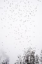 Crans Montana - White Balloons Released for Chiara Costanzo - Milan