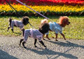 Citizens Walk Their Dogs At A Park - Qionghai City