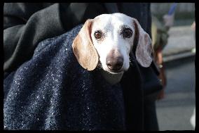 Exclusive - Dog Wellness Spaces in Paris With Rachida Dati - Paris