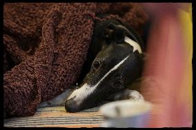 Exclusive - Dog Wellness Spaces in Paris With Rachida Dati - Paris