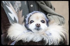 Exclusive - Dog Wellness Spaces in Paris With Rachida Dati - Paris