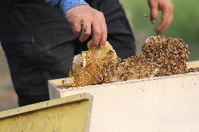 Honey Hunting - Bangladesh
