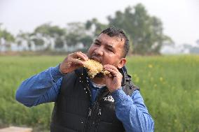 Honey Hunting - Bangladesh