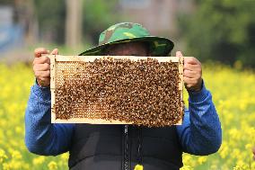 Honey Hunting - Bangladesh