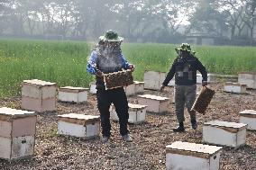 Honey Hunting - Bangladesh