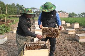 Honey Hunting - Bangladesh