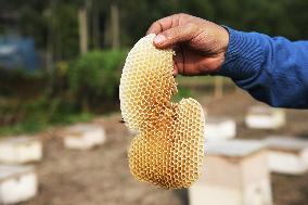 Honey Hunting - Bangladesh