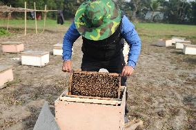 Honey Hunting - Bangladesh