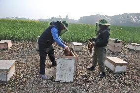 Honey Hunting - Bangladesh