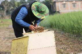 Honey Hunting - Bangladesh