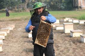 Honey Hunting - Bangladesh