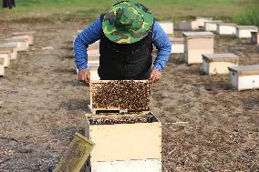 Honey Hunting - Bangladesh