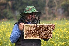 Honey Hunting - Bangladesh