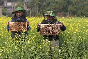Honey Hunting - Bangladesh