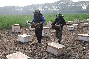 Honey Hunting - Bangladesh