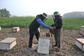 Honey Hunting - Bangladesh