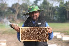 Honey Hunting - Bangladesh