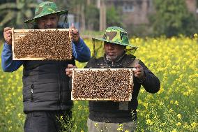 Honey Hunting - Bangladesh