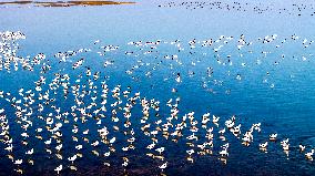 Migratory Birds
