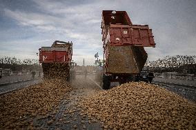 Farmers Dump 30 Tonnes of Potatoes on The Concorde Bridge - Paris
