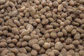 Farmers Dump 30 Tonnes of Potatoes on The Concorde Bridge - Paris