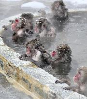 Japanese monkeys in hot spring