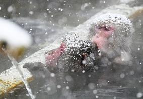 Japanese monkeys in hot spring