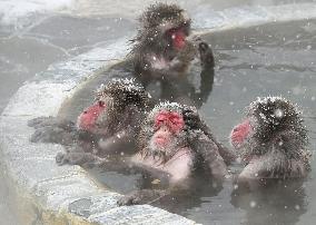 Japanese monkeys in hot spring