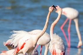 Flamingos Are Seen in Meneou Lake - Cyprus