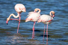 Flamingos Are Seen in Meneou Lake - Cyprus